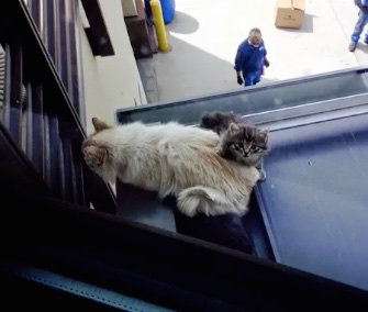 A mama cat and her kittens were rescued from a metal rooftop in Colorado.