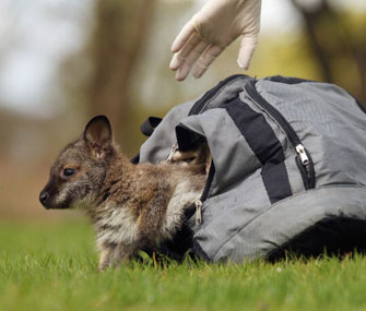 Tilly the wallaby sits in her rucksack.