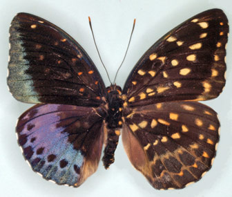 Half-Male Half-Female Butterfly
