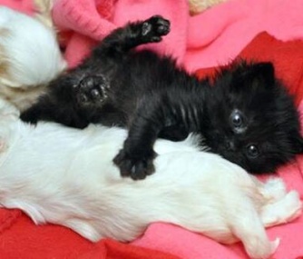Roadhouse the kitten cuddles with her puppy littermates.