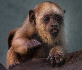 The National Zoo wants your help to name its adorable 3-month-old howler monkey.