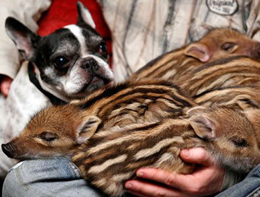 French Bulldog with wild boar piglets
