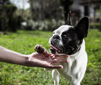 Dog Training