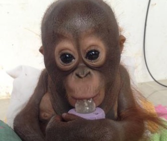 Budi's caretakers say he's growing stronger after being rescued from horrible conditions.