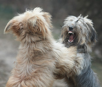 Dogs Fighting