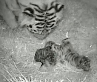 Tiger Cubs