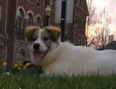 Polly Bravo, rescued Afghan puppy