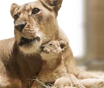 Kijani, an African lion cub whose name means warrior, cuddles with his mom.