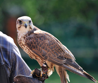 Falcon with faloncer