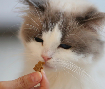 Cat Getting Treat