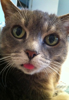 Cat Waking Up Humans