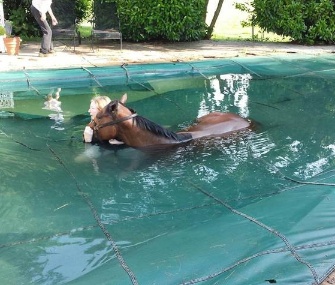 Firefighters and animal services workers came to the rescue of a horse stuck in a pool in Virginia.