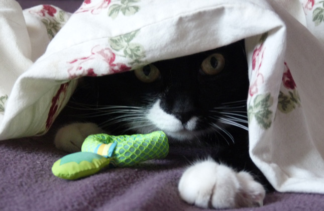 Cat hides in covers
