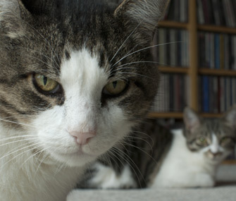 Two cats in a room