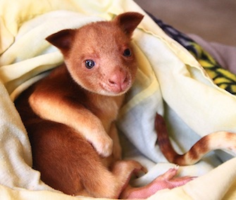Orphaned tree kangaroo Makaia survived with the help of a wallaby surrogate mom.