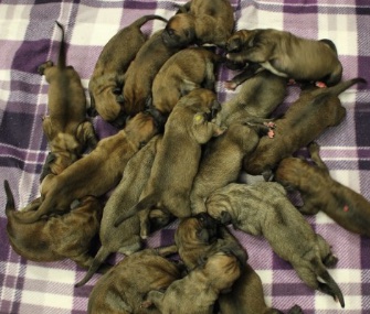 Bailey, a 4-year-old African Boerbel, has 18 healthy puppies.