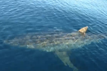 Great white shark