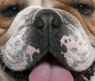 Flat-Faced Bulldog