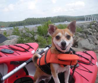 dog kayak