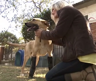 Lemon Pie has a new lease on life with his prosthetic legs.