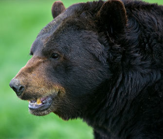 Black Bear