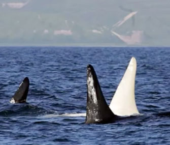 This all-white orca was spotted in the waters off Russia.