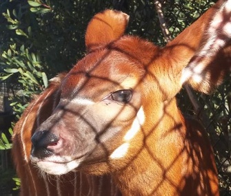An extremely rare bongo calf born at the San Francisco Zoo during the World Series was named Pence after the Giants' Hunter Pence.