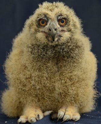 Eurasian eagle owl hatched at the National Aviary