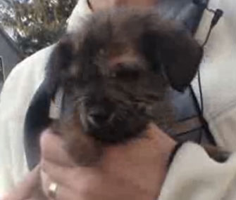 Garby the puppy was saved from a trashcan by a sanitation worker.