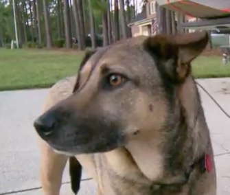Lana and her owner, Marine veteran Chris Williams, were rescued by boat from their flooded North Carolina home.