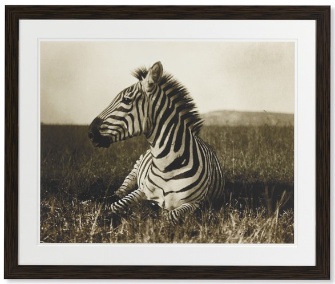 William Sonoma Zebra Print
