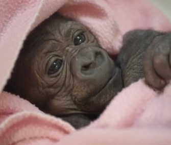 The animal care team at the San Diego Zoo Safari Park is closely monitoring a baby gorilla born via c-section last week.