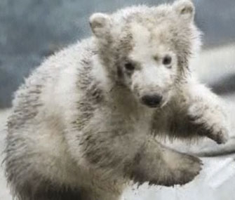 Toronto Zoo's polar bear cub