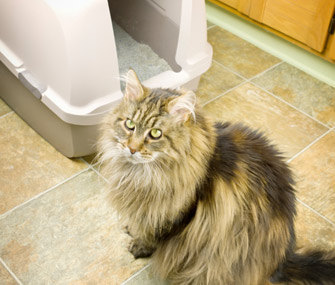 How To Deal With Urinary Problems In Cats