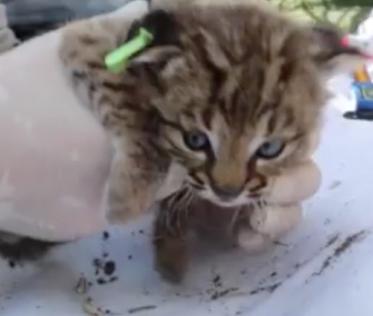 Two 4-month-old bobcat kittens were caught on video in the Santa Monica Mountains.