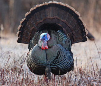 Wild Turkey