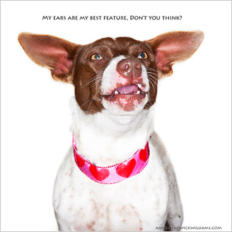 Shelter Dog Bloopers