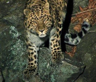 Amur leopard