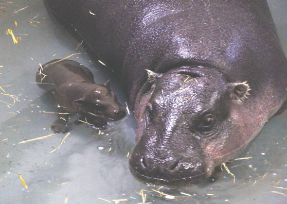 pygmy hippo calf