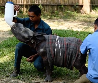 At less than 2 weeks old, an abandoned greater one-horned rhino is being nursed back to health in a park in India.
