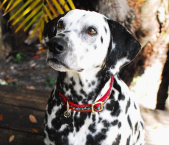 Dorsey the Dalmatian