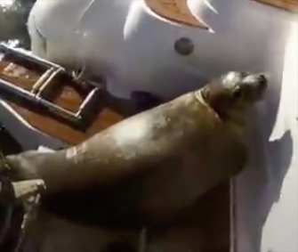 A seal scrambled onto a boat in Canada to get away from a pod of killer whales.