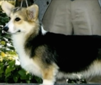 Bethany, a Pembroke Welsh Corgi, will be reunited with her family after mistakenly being put on a flight to Hawaii.