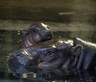 A baby pygmy hippo sticks by his mom's side at the Bristol Zoo.