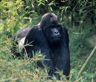 Mountain gorilla