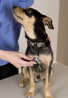 Dog at the vet