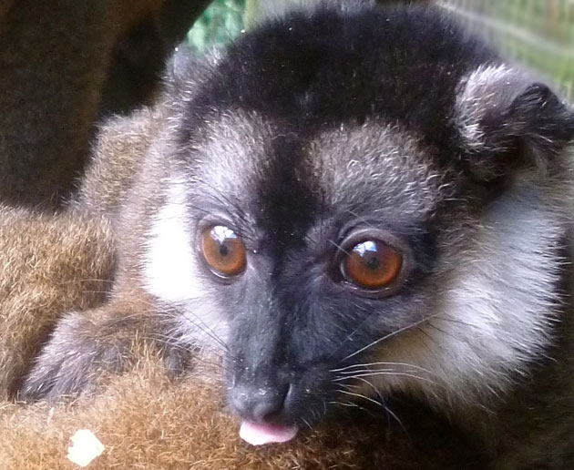 Jako the white-collared lemur