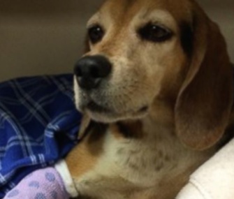 TJ the Beagle was reunited with his owner after he was struck by a car 50 miles from his home.