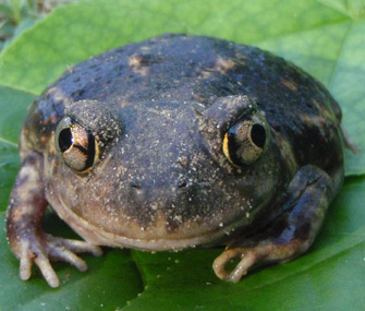 frog staring