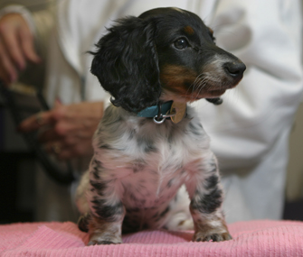 Puppy at the vet